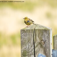 Buy canvas prints of  Yellowhammer. by Angela Aird