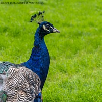 Buy canvas prints of Peacock. by Angela Aird