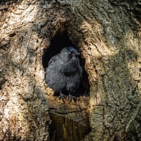 Buy canvas prints of Jackdaw. by Angela Aird