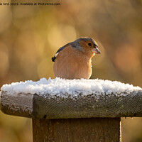 Buy canvas prints of Chaffinch. by Angela Aird
