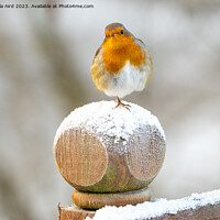 Buy canvas prints of Snowy Robin. by Angela Aird