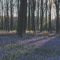 Buy canvas prints of Bluebells by Angela Aird