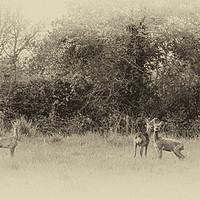 Buy canvas prints of Deer by Angela Aird