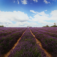 Buy canvas prints of Lavender by Angela Aird