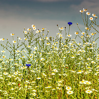 Buy canvas prints of Wildflower by Angela Aird