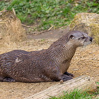 Buy canvas prints of Otter by Angela Aird