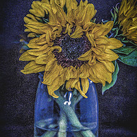 Buy canvas prints of Sunflower by Angela Aird