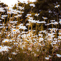 Buy canvas prints of Summer Daisies by Angela Aird
