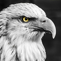 Buy canvas prints of Eagle. by Angela Aird