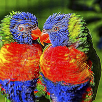 Buy canvas prints of Lorikeets by Angela Aird