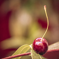 Buy canvas prints of Cherry. by Angela Aird