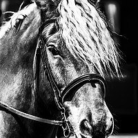 Buy canvas prints of Equine. by Angela Aird