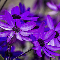 Buy canvas prints of Little Purple Ones. by Angela Aird