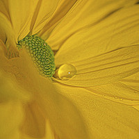 Buy canvas prints of Droplet. by Angela Aird