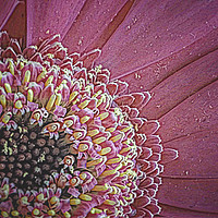 Buy canvas prints of Gerbera. by Angela Aird