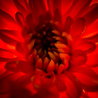 Buy canvas prints of Red. by Angela Aird