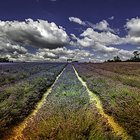 Buy canvas prints of Lavender Meadow. by Angela Aird