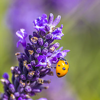 Buy canvas prints of Lady Bug. by Angela Aird