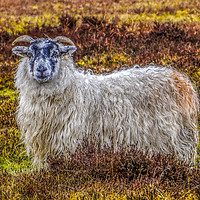 Buy canvas prints of Exmoor Sheep by Angela Aird