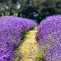 Buy canvas prints of Lavender Lane by Angela Aird