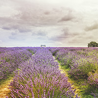 Buy canvas prints of Sea of Lavender by Angela Aird