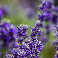 Buy canvas prints of Lavender Blossom by Angela Aird