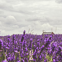 Buy canvas prints of Summer Lavender by Angela Aird