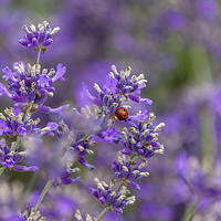 Buy canvas prints of Ladybird on Lavender. by Angela Aird
