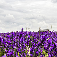 Buy canvas prints of Lavender in Bloom. by Angela Aird