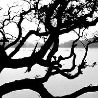Buy canvas prints of Tree Silhouette by Angela Aird