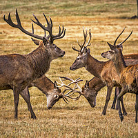 Buy canvas prints of Rutting. by Angela Aird