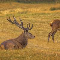Buy canvas prints of Stag Party by Angela Aird