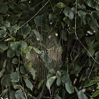 Buy canvas prints of Spider Web. by Angela Aird