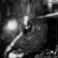 Buy canvas prints of  Black and white spider web. by Angela Aird
