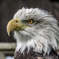 Buy canvas prints of Bald Eagle. by Angela Aird