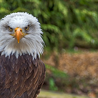 Buy canvas prints of Eagle Portrait. by Angela Aird