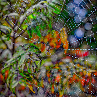 Buy canvas prints of Autumnal Cobweb. by Angela Aird