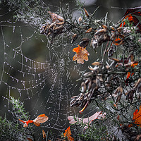 Buy canvas prints of Dew on a cobweb by Angela Aird