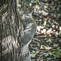 Buy canvas prints of Squirrelling Around. by Angela Aird