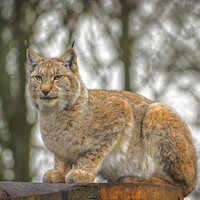 Buy canvas prints of Lynx. by Angela Aird