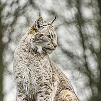 Buy canvas prints of Lynx. by Angela Aird