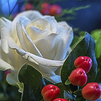Buy canvas prints of White Rose. by Angela Aird