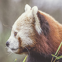Buy canvas prints of Red Panda. by Angela Aird