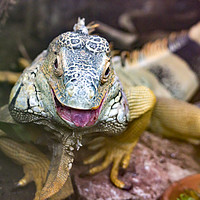 Buy canvas prints of Iguana. by Angela Aird