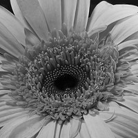 Buy canvas prints of The Gerbera. by Angela Aird