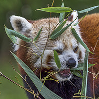 Buy canvas prints of Red panda. by Angela Aird