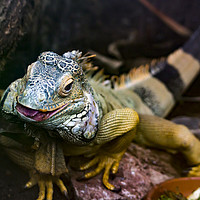 Buy canvas prints of Reptile. by Angela Aird