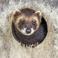 Buy canvas prints of Polecat. by Angela Aird