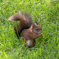 Buy canvas prints of  Red Squirrel. by Angela Aird