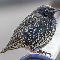 Buy canvas prints of Starling. by Angela Aird